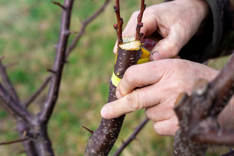 Apple Tree Planting in Ventura County, CA