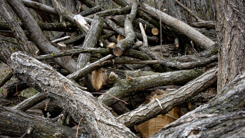 Brush Cleanup Service in Honolulu, HI