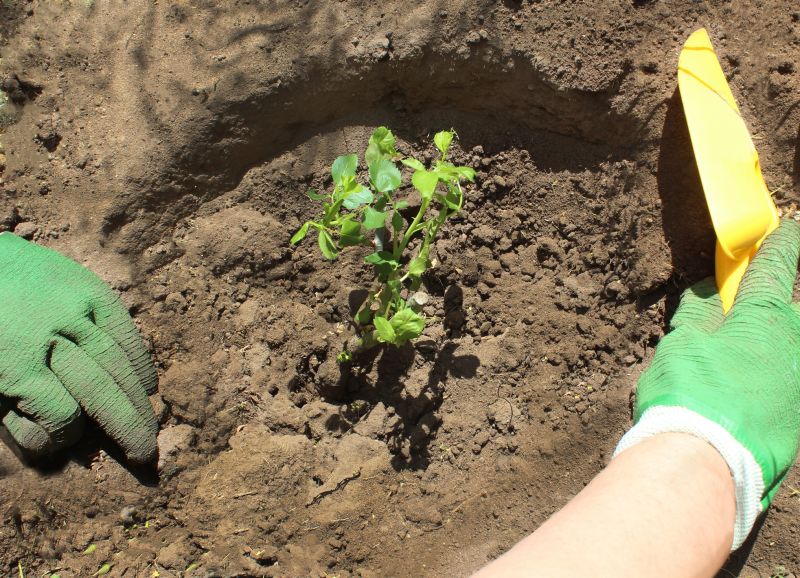 Bush Installation in Ventura County, CA