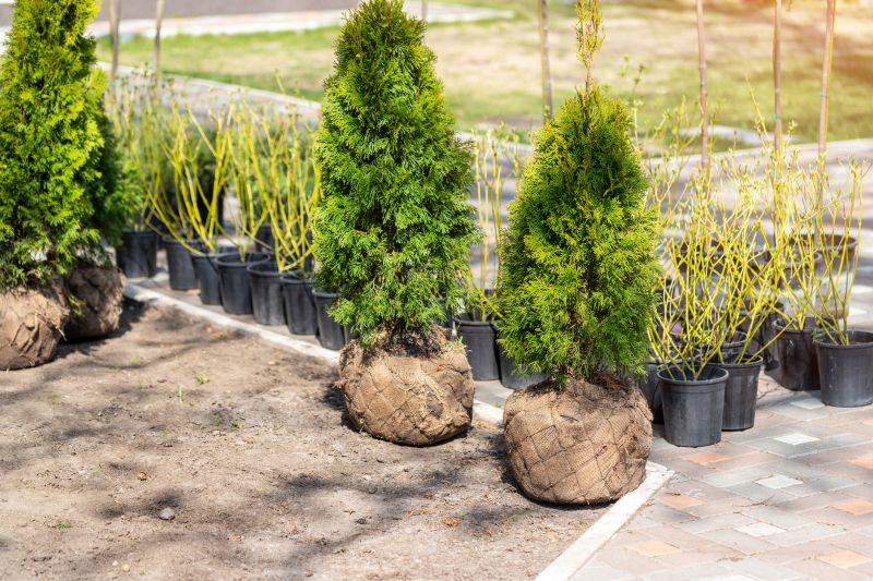 Bush Replacement in Ventura County, CA