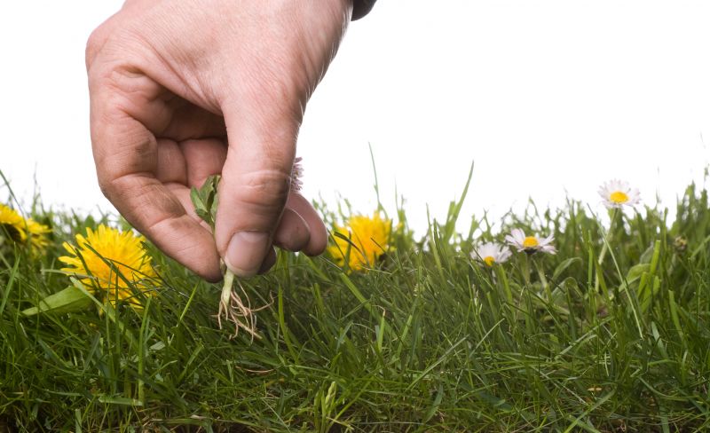 Garden Cleanup Service in Honolulu, HI