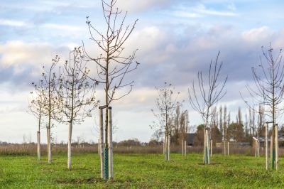 Orchard Planting in Ventura County, CA
