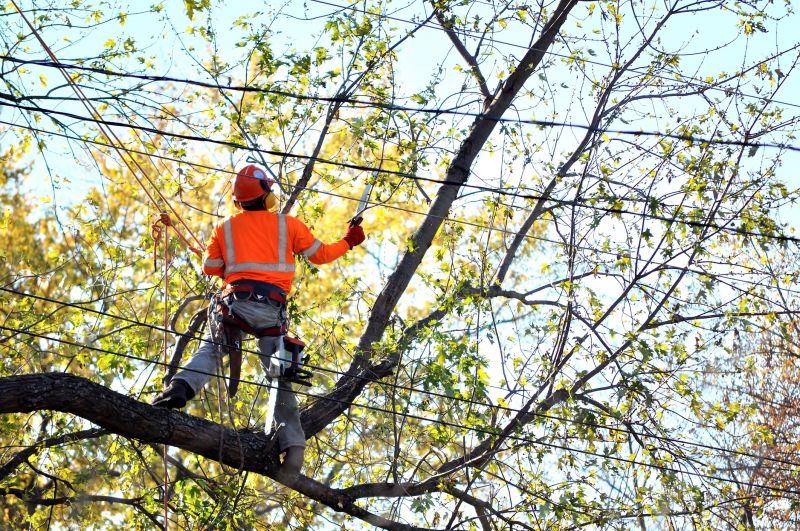 Tree Straightening Service in Reno, NV