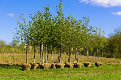 Orchard Planting in Ventura County, CA