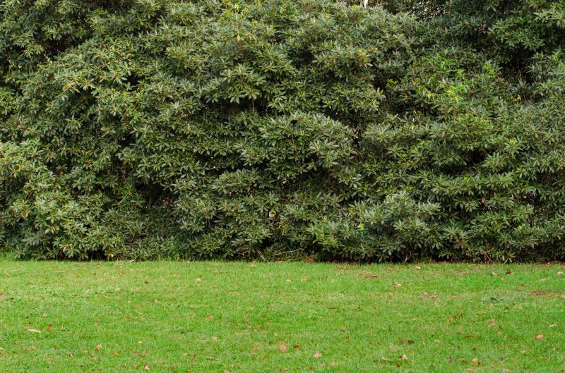 Privacy Shrub Planting in Honolulu, HI